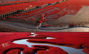 מרהיב, חוף אדום סין (צילום: curioushistory.com)