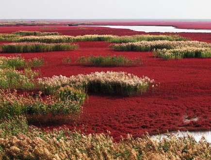 עם צמחים, חוף אדום סין (צילום: absolutechinatours.com)