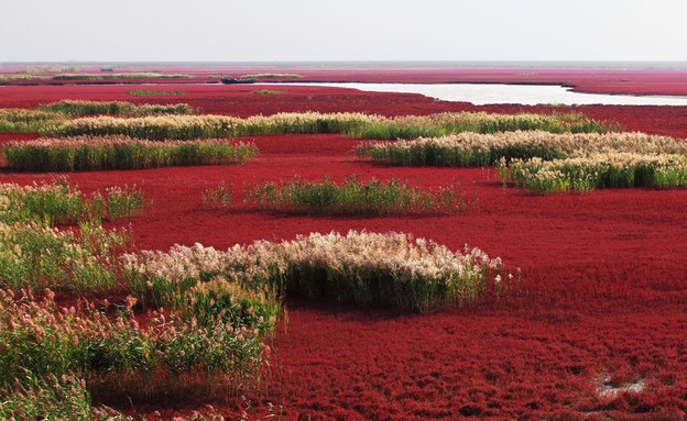 עם צמחים, חוף אדום סין