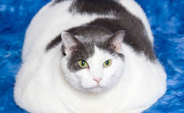 מת החתול השמן בעולם (צילום: mirror.co.uk)