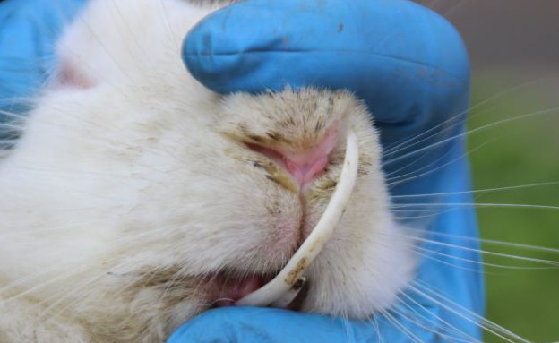 ארנבת עם שן ענקית (צילום: ExclusivePix)