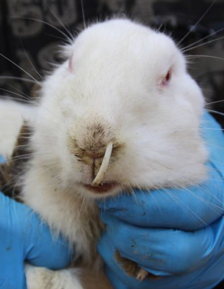 ארנבת עם שן ענקית (צילום: ExclusivePix)