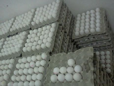 בהן דווקא לא צפוי מחסור. ביצים (צילום: משטרת מחוז ירושלים)