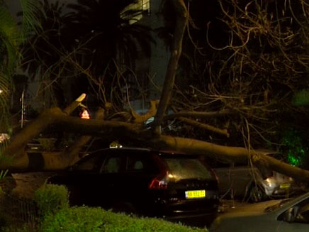 עץ קרס על כלי רכב בתל אביב (צילום: חדשות 2)