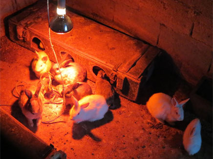 הארנבונים שנולדו מתחממים (צילום: לימור הולץ)