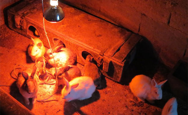 הארנבונים שנולדו מתחממים (צילום: לימור הולץ)