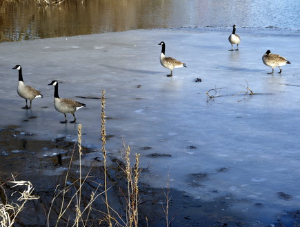 ברווזים צועדים על פני אגם קפוא במישיגן (צילום: שי גל 2)