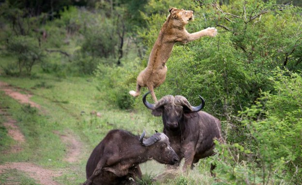בופאלו vs אריה (צילום: איאן ואוליבר מתסון)