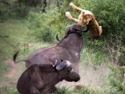 בופאלו vs אריה (צילום: איאן ואוליבר מתסון)