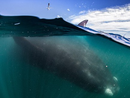 לוויתן וסירה (צילום: ג'סטין הופמן)