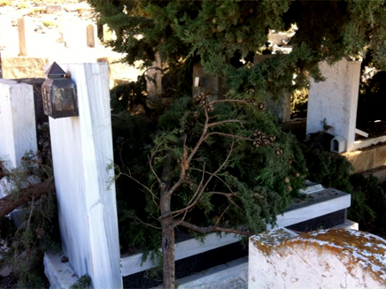 עצים קרסו על מצבות בבית העלמין (צילום: דרור אסייג)