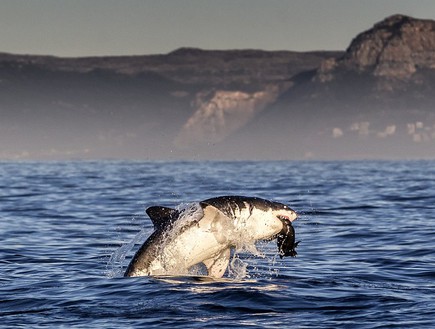 כריש טורף כלב ים (צילום: dailymail.co.uk)