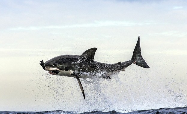 כריש טורף כלב ים (צילום: dailymail.co.uk)