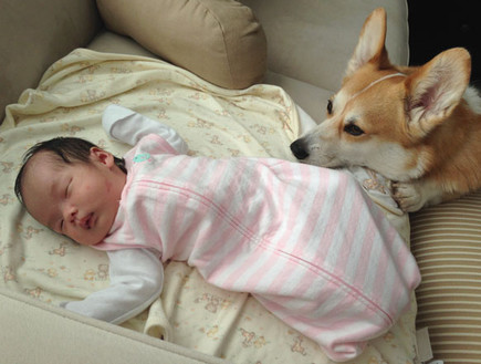כלב וניובורן (צילום: http://banpei.imgur.com/)