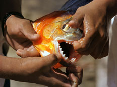 מתקפת דגי פיראנה (צילום: רויטרס)