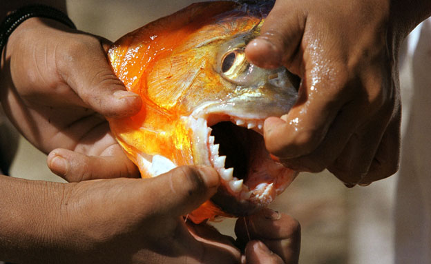 מתקפת דגי פיראנה (צילום: רויטרס)