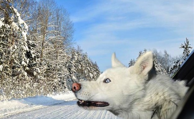כלבים במכונית