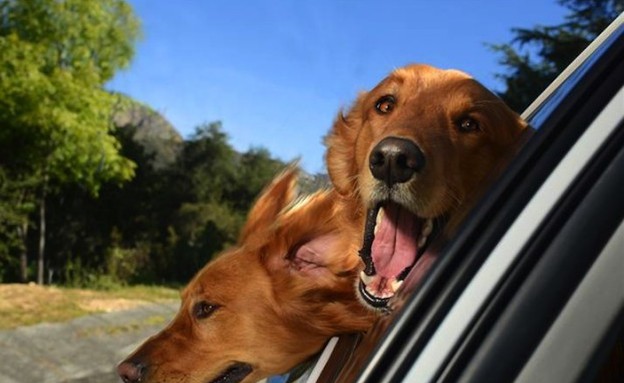 כלבים במכונית