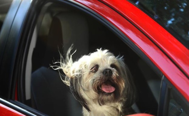 כלבים במכונית