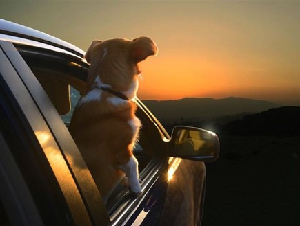 כלבים במכונית (צילום: לארה ג'ו ריגן )