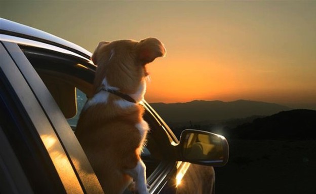 כלבים במכונית