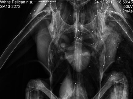 צילום הרנטגן של השקנאי (צילום: טיבור יגר)