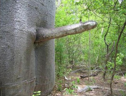 איברי מין בטבע (צילום: http://mytinysecrets.com)