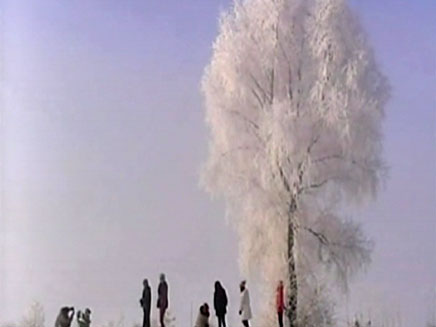 העצים ביער הסיני (צילום: cnn)