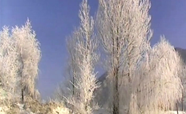 כיצד העצים כוסו בשכבת קרח? (צילום: cnn)