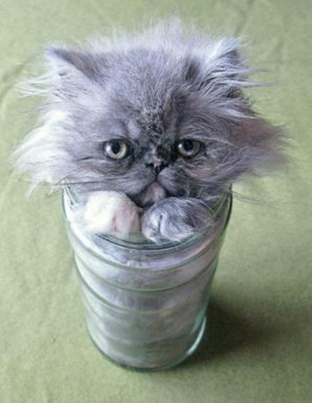 חתולים בצנצנות (צילום: dailymail.co.uk)