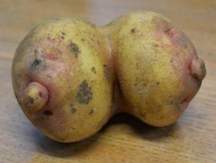 תפוח אדמה ציצים (צילום: http://metro.co.uk)