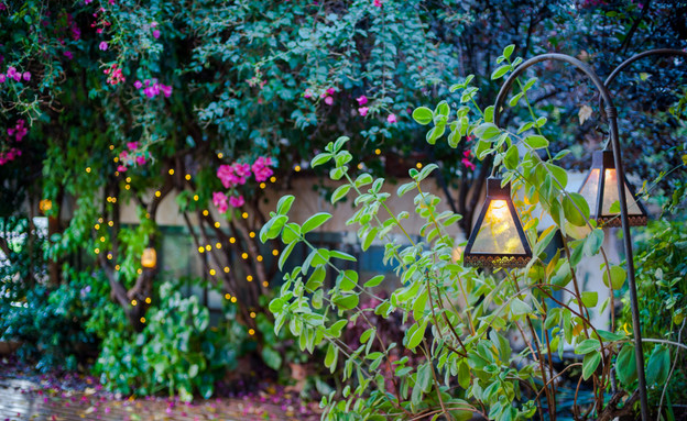 הבית של קובי, חצר צמחייה הבית של קובי, חצר צמחייה