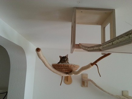 גן עדן לחתולים, סלסילה (צילום: facebook.com Goldtatze-Katzenzimmer-Naturkratzb)