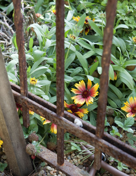 קרן שביט המשך, חצר פרחים גובה (צילום: הגר דופלט)