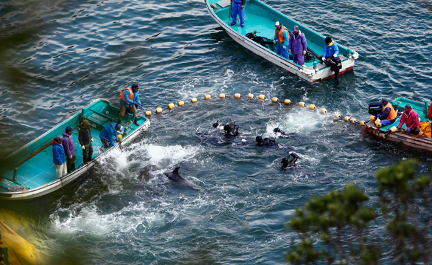 צפו בתיעוד ציד הדולפינים (צילום: רויטרס)