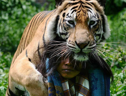 נמרה מנשקת (צילום: Robertus Pudyanto, GettyImages IL)