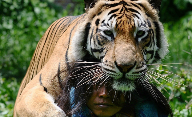 נמרה מנשקת (צילום: Robertus Pudyanto, GettyImages IL)