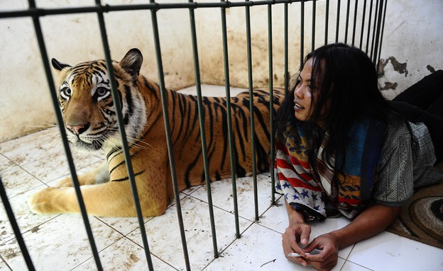 נמרה מנשקת (צילום: Robertus Pudyanto, GettyImages IL)