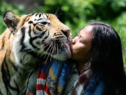 נמרה מנשקת (צילום: Robertus Pudyanto, GettyImages IL)