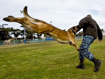 אימון כלבים צבאיים