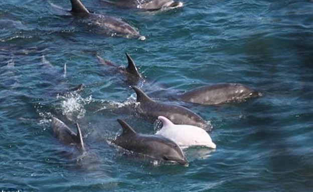 שבי דולפינים (צילום: sea sheperd)