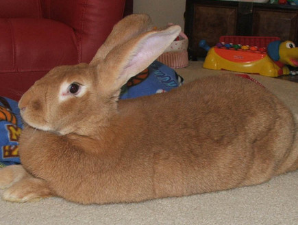 ארנב ענק (צילום: טוויסטד סיפטר)