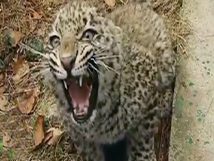 הנמר התוקפני (צילום: מתוך הסרטון)