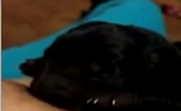 כלב יונק מאישה  (צילום: יוטיוב)