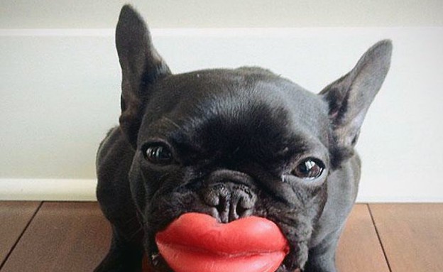 חמישייה כלב שפתיים (צילום: appree )