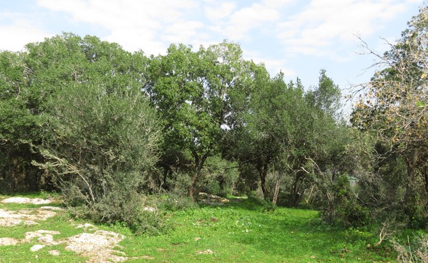 מסלולים רומנטיים, אלוני אבא  (צילום: יוחאי כורם)