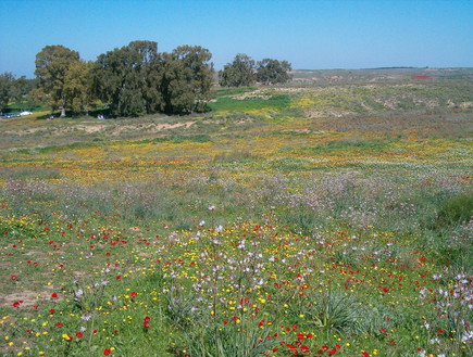 מסלולים רומנטיים, פריחה בבארי (צילום: יוחאי כורם)