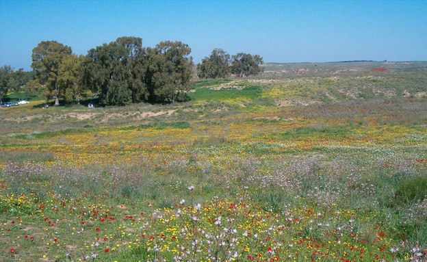 מסלולים רומנטיים, פריחה בבארי (צילום: יוחאי כורם)