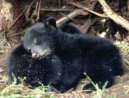 דובים מחובקים (צילום: bears.org)