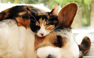 כלב וחתול מחובקים (צילום: SilverblueCat)